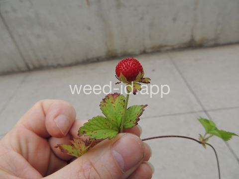 mockstrawberry, Indian